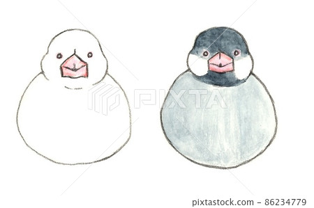 爪哇麻雀正面 86234779