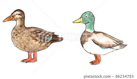 Mallard facing left Mallard facing left 86234783