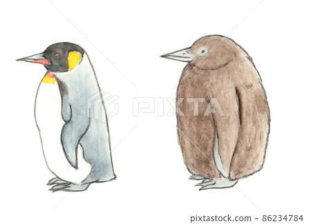 Parent and child of King penguin Parent and child of King penguin 86234784