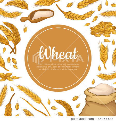 Wheat banner template. Bakery, organic grain... - Stock Illustration  [86235388] - PIXTA