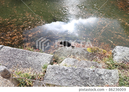 Black cat aiming for carp in the pond 86236009