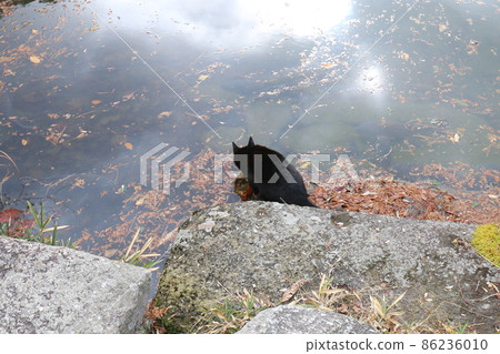 Black cat aiming for carp in the pond 86236010