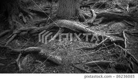 Abstract black and white photo of trees 86236085