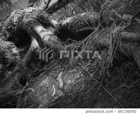 Abstract black and white photo of trees Abstract black and white photo of trees 86236092