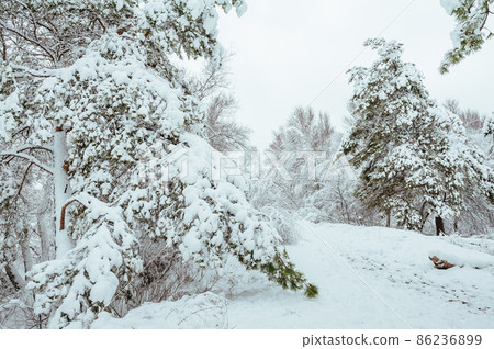 New Year tree in winter forest. Beautiful winter landscape with snow covered trees. Trees covered with hoarfrost and snow. Beautiful winter landscape. Snow-covered tree branch. Winter background New Year tree in winter forest. Beautiful winter landscape with snow covered trees. Trees covered with hoarfrost and snow. Beautiful winter landscape. Snow-covered tree branch. Winter background 86236899