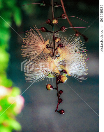 Barringtonia racemosa 在晚上開花 86236923