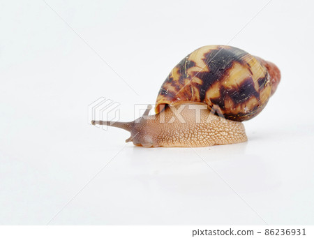 African snail Archachatina Egregia, isolated on a white background African snail Archachatina Egregia, isolated on a white background 86236931