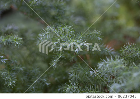 Chamae Cyparis Lawoniana, CHAMAECYPARIS LAWONIANA or CUPRESSA CEAE or Cupressaceae 86237043