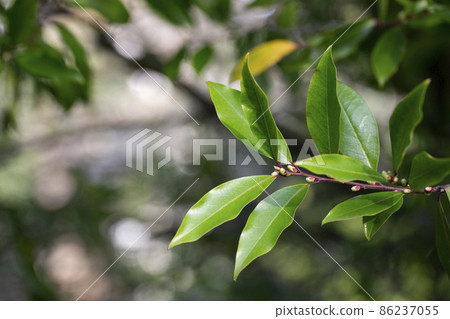 Laurocerasus officinalis - Green leaves in early spring on a sunny day. Natural background of leaves. Laurocerasus officinalis - Green leaves in early spring on a sunny day. Natural background of leaves. 86237055