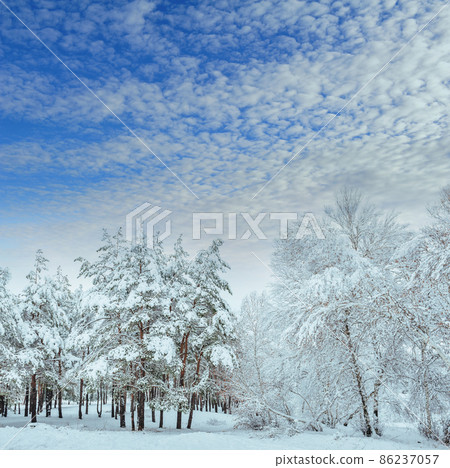 Snow-covered forest road, winter landscape. Cold and snowy winter road with blue evergreens and grey clouded skies. Christmas and New Year Tree. Snow-covered forest road, winter landscape. Cold and snowy winter road with blue evergreens and grey clouded skies. Christmas and New Year Tree. 86237057