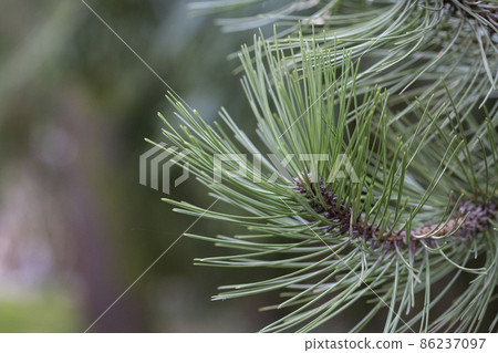 Green pine branches - Close-up of a pine branch with a new young shoot. The green needles on the branch form a semicircle at the end of the branch, dwarf mountain pine, mugo. 86237097