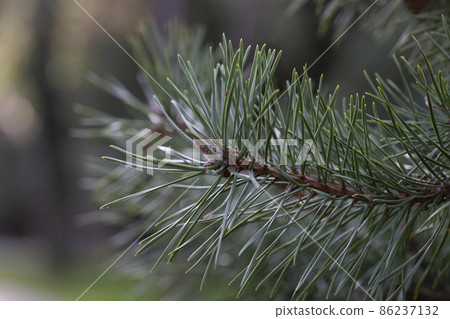 Green pine branches - Close-up of a pine branch with a new young shoot. The green needles on the branch form a semicircle at the end of the branch, dwarf mountain pine, mugo. Green pine branches - Close-up of a pine branch with a new young shoot. The green needles on the branch form a semicircle at the end of the branch, dwarf mountain pine, mugo. 86237132