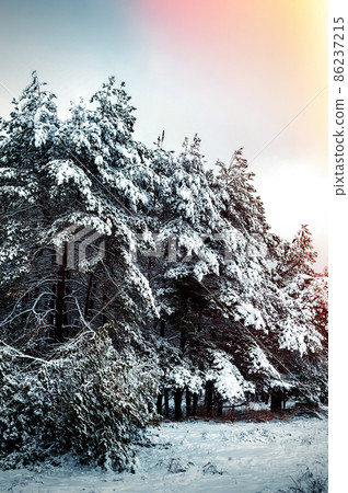 Snow-covered tree branch at sunset. Winter background. Christmas and New Year Tree Snow-covered tree branch at sunset. Winter background. Christmas and New Year Tree 86237215