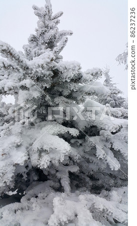 Conifer tree covered with frost in winter 86237236