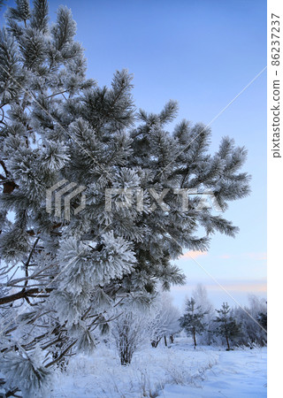 Winter landscape with pine branches covered with frost Winter landscape with pine branches covered with frost 86237237