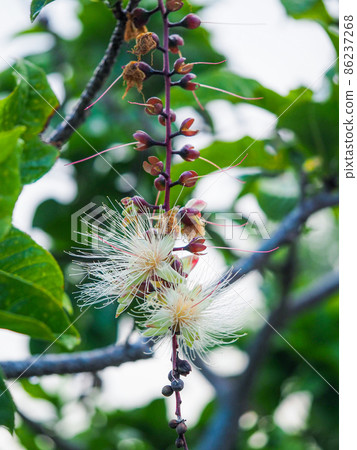 Barringtonia racemosa just before it falls early in the morning Barringtonia racemosa just before it falls early in the morning 86237268