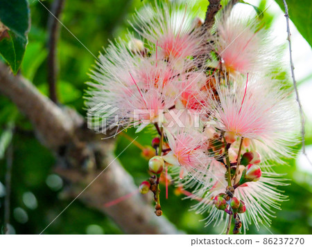 Barringtonia racemosa 就在它清晨落下之前 86237270