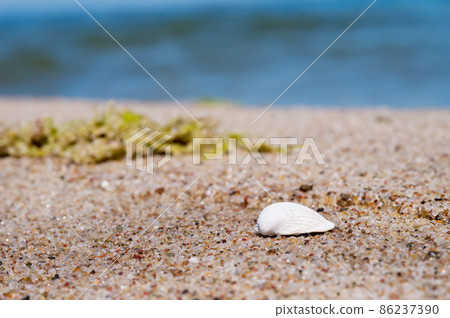 Seashell on the sea sand. A seashell in close-up. 86237390