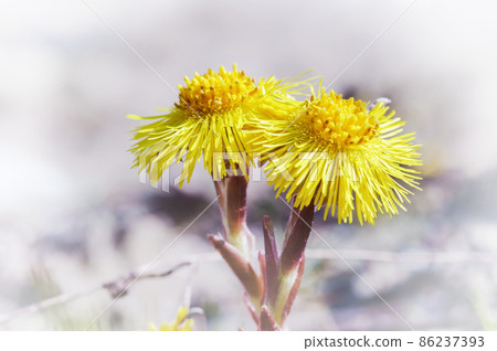 The yellow flowers are large. Tussilago. Mother and stepmother flowers. 86237393