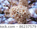 Cherry blossom 86237579
