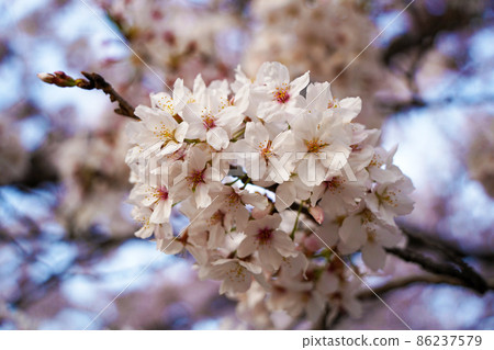 Cherry blossom Cherry blossom 86237579