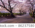 Cherry blossom viewing scenery 86237580