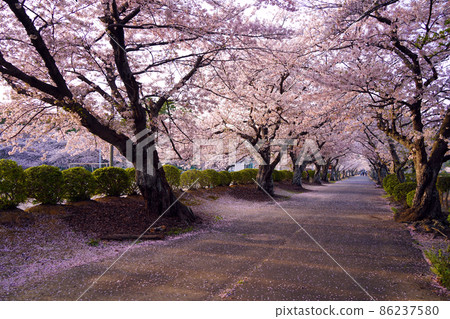 Cherry blossom viewing scenery Cherry blossom viewing scenery 86237580