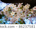 Cherry blossom 86237581