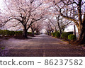 Cherry blossom viewing scenery 86237582