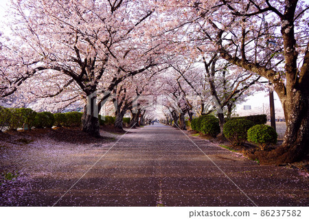 櫻花觀賞風景 86237582