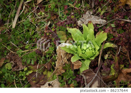 Spring sign Spring sign 86237644