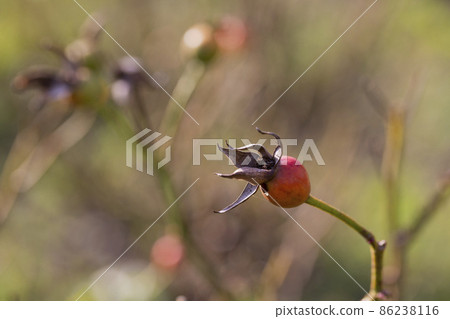 Rose hips growing wildly in nature on a rose bush. Four red rose hips growing Rose hips growing wildly in nature on a rose bush. Four red rose hips growing 86238116