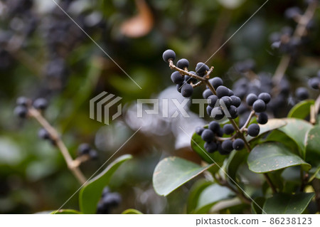 In nature, berries are ripe on ordinary privet - ligustrum vulgare. 86238123