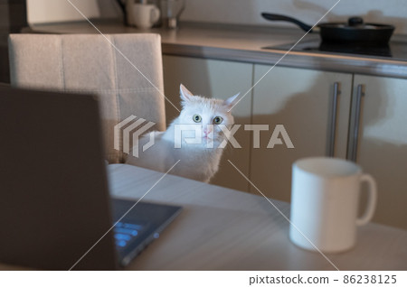 White fluffy cat looks at the monitor of a personal computer at night. A kitten is watching a video on a laptop screen in the dark. Workplace in the kitchen. 86238125