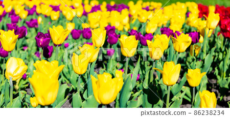 colorful tulip flower closeup with colorful natural background colorful tulip flower closeup with colorful natural background 86238234
