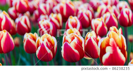 pink tulip flower closeup with colorful natural background 86238235