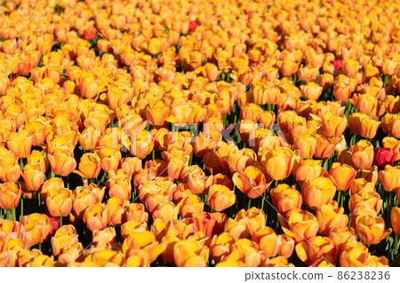 yellow tulip flower field with colorful natural background. blooming yellow tulip flower field with colorful natural background. blooming 86238236