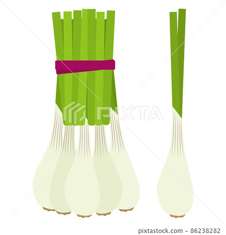 Illustration of shallot 86238282