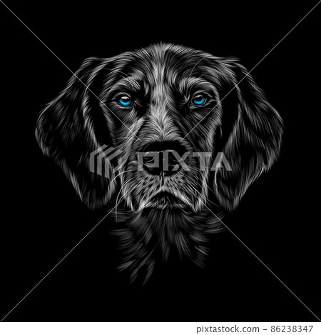Head portrait of Kurzhaar pointing dog breed, german shorthaired pointer, spaniel Head portrait of Kurzhaar pointing dog breed, german shorthaired pointer, spaniel 86238347