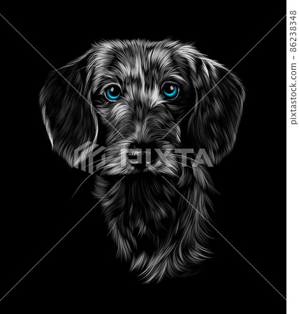 Head portrait of wire haired dachshund on black background Head portrait of wire haired dachshund on black background 86238348