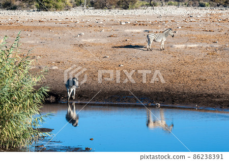 Giraffes an Impalas near a waterhole 86238391