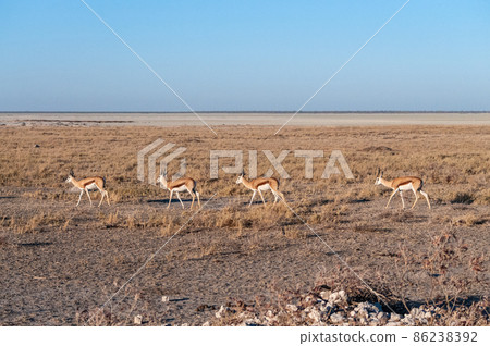 Impalas in Etosha National Park 86238392