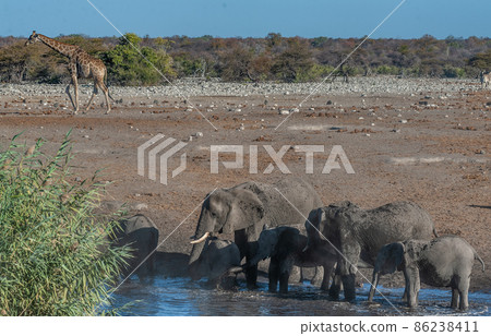 African Elephants drinking at a waterhole African Elephants drinking at a waterhole 86238411