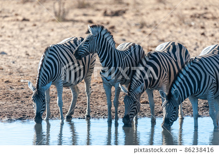 A group of Zebras in Etosha 86238416