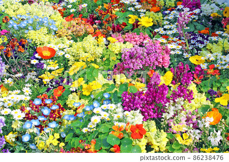 <春天的形象> 群栽七彩花 86238476