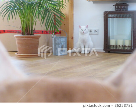 一隻白貓第一次盯著狗看 一隻白貓第一次盯著狗看 86238781