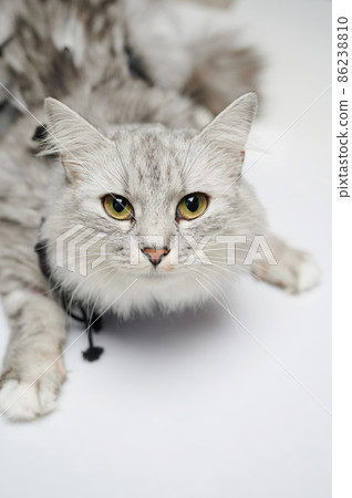 Kitty after sterilization 86238810