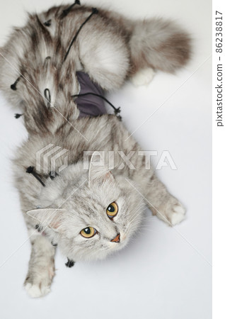 Cat after surgery 86238817