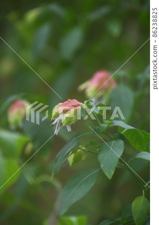 小蝦花 小蝦花 86238825