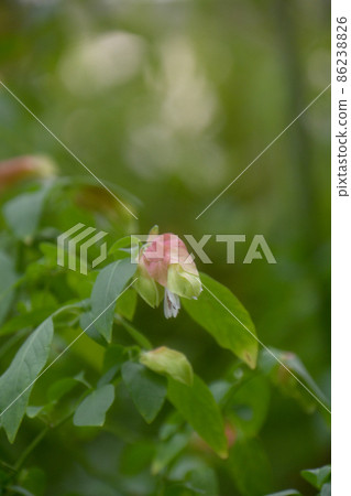 小蝦花 小蝦花 86238826